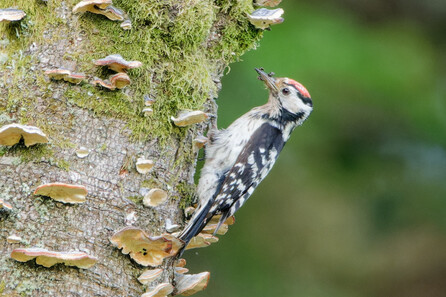 Thumbnail of Lesser Spotted Woodpecker